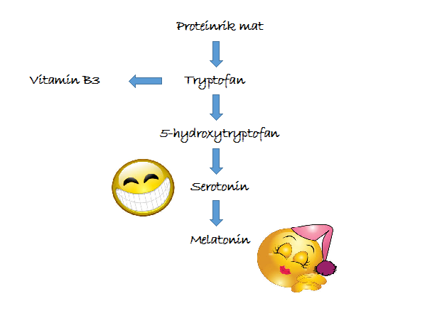 Enkel modell for melatoninsyntese